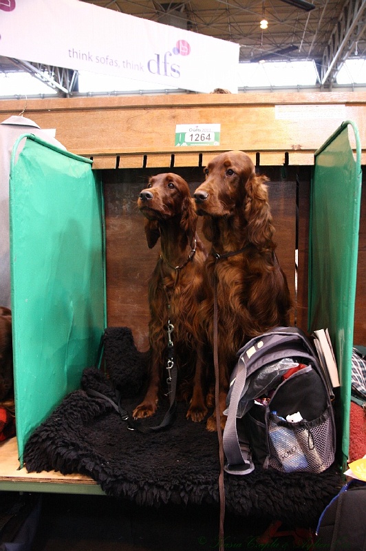 Crufts2011 241.jpg